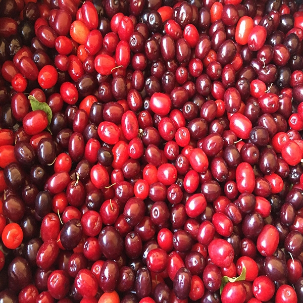 Dogberry - Cornus mas