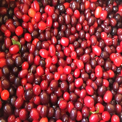 Dogberry - Cornus mas