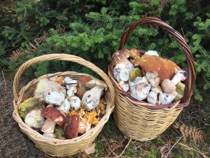 2 days mushrooms &amp; truffle hunting