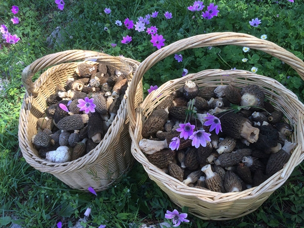 &Mu;&omicron;&rho;&chi;έ&lambda;&epsilon;&sigmaf; &omicron;&mu;&epsilon;&lambda;έ&tau;&alpha;