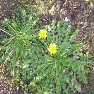 &Pi;&iota;&kappa;&rho;&alpha;&lambda;ί&delta;&alpha; - Taraxacum officinale