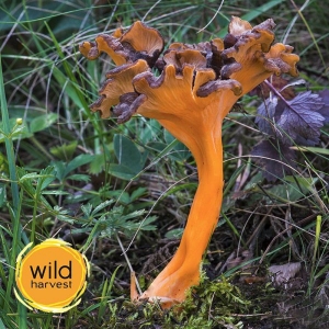 Craterellus Lutescens