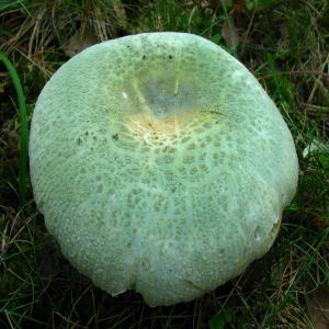 Russula sp