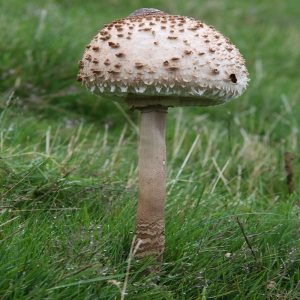 Macrolepiota sp