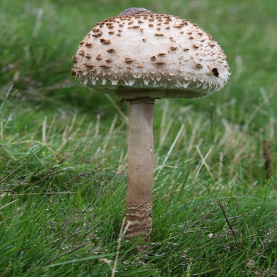Macrolepiota sp