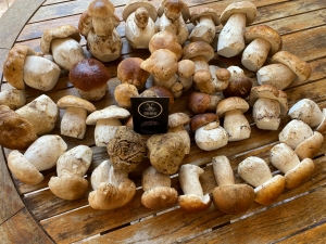 &Beta;&alpha;&sigma;&iota;&lambda;&omicron;&mu;&alpha;&nu;ί&tau;&alpha;&rho;&alpha; (porcini)