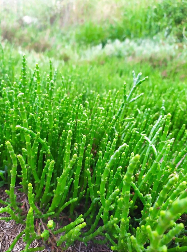 &Alpha;&lambda;&mu;ύ&rho;&alpha; - Salicornia