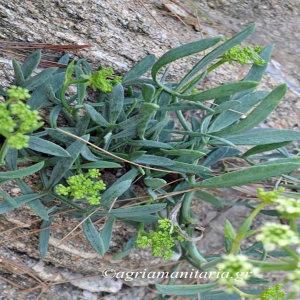 &Kappa;&rho;ί&tau;&alpha;&mu;&omicron; - Crithmum maritimum