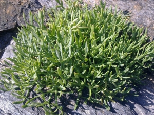 Ά&gamma;&rho;&iota;&omicron; &kappa;&rho;ί&tau;&alpha;&mu;&omicron; - Crithmum maritimum