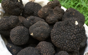 Mushroom &amp; Truffle Hunting