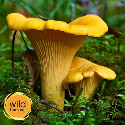 Cantharellus sp