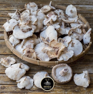 &Mu;&iota;&xi; ά&gamma;&rho;&iota;&alpha; &amp; &kappa;&alpha;&lambda;&lambda;&iota;&epsilon;&rho;&gamma;ή&sigma;&iota;&mu;&alpha; &mu;&alpha;&nu;&iota;&tau;ά&rho;&iota;&alpha;