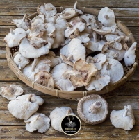 &Mu;&iota;&xi; ά&gamma;&rho;&iota;&alpha; &amp; &kappa;&alpha;&lambda;&lambda;&iota;&epsilon;&rho;&gamma;ή&sigma;&iota;&mu;&alpha; &mu;&alpha;&nu;&iota;&tau;ά&rho;&iota;&alpha;