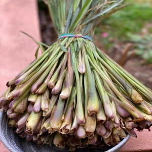 &Lambda;&epsilon;&mu;&omicron;&nu;ό&chi;&omicron;&rho;&tau;&omicron; - Cymbopogon citratus