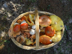 &Sigma;&tau;&omicron; &kappa;&upsilon;&nu;ή&gamma;&iota; &tau;&omega;&nu; &mu;&alpha;&nu;&iota;&tau;&alpha;&rho;&iota;ώ&nu;