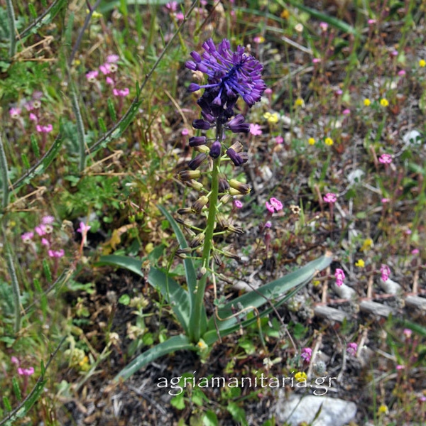 Muscari comosum