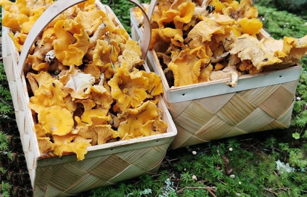 &Kappa;&alpha;&nu;&theta;&alpha;&rho;έ&lambda;&lambda;&alpha; - Cantharellus cibarius