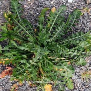 Ά&gamma;&rho;&iota;&alpha; &rho;ό&kappa;&alpha; - Eruca vesicaria