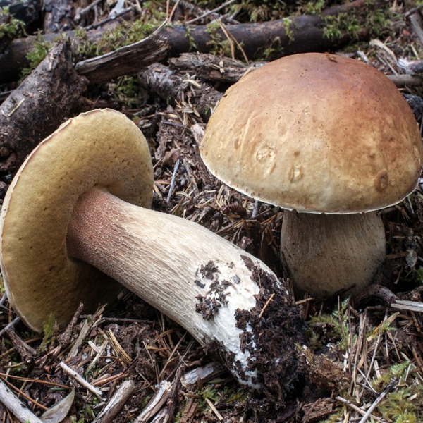 Boletus sp