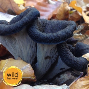 Craterellus Cornucopioides